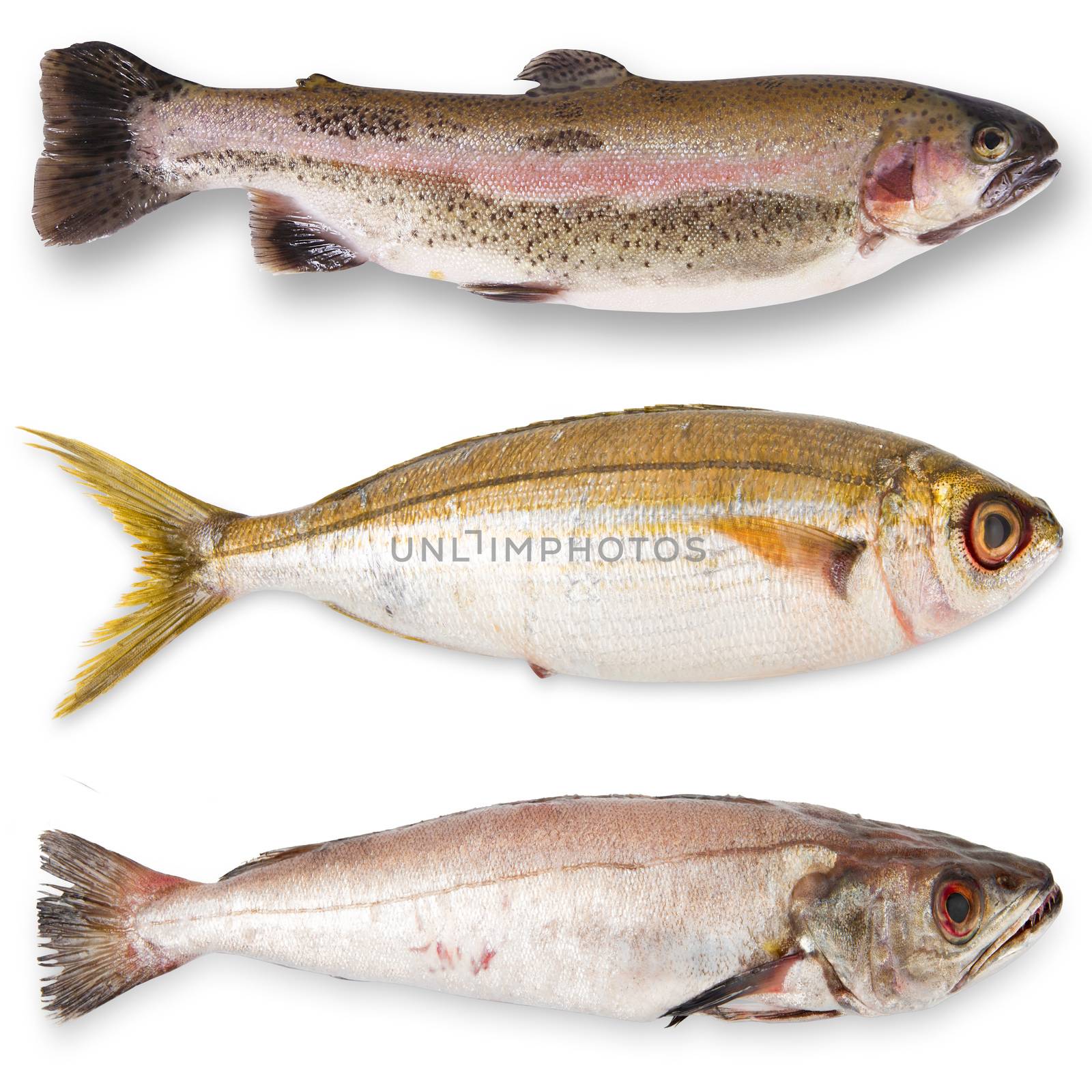 fresh fish collage on white background