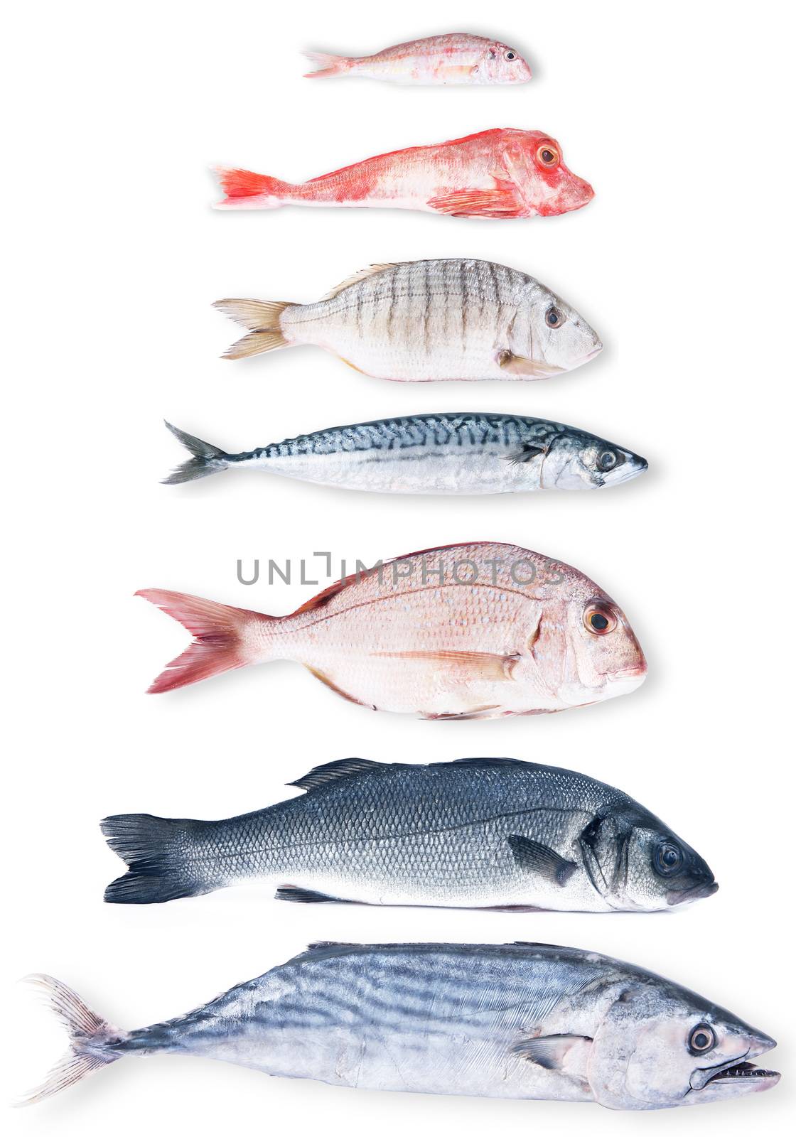 fresh fish collage on white background