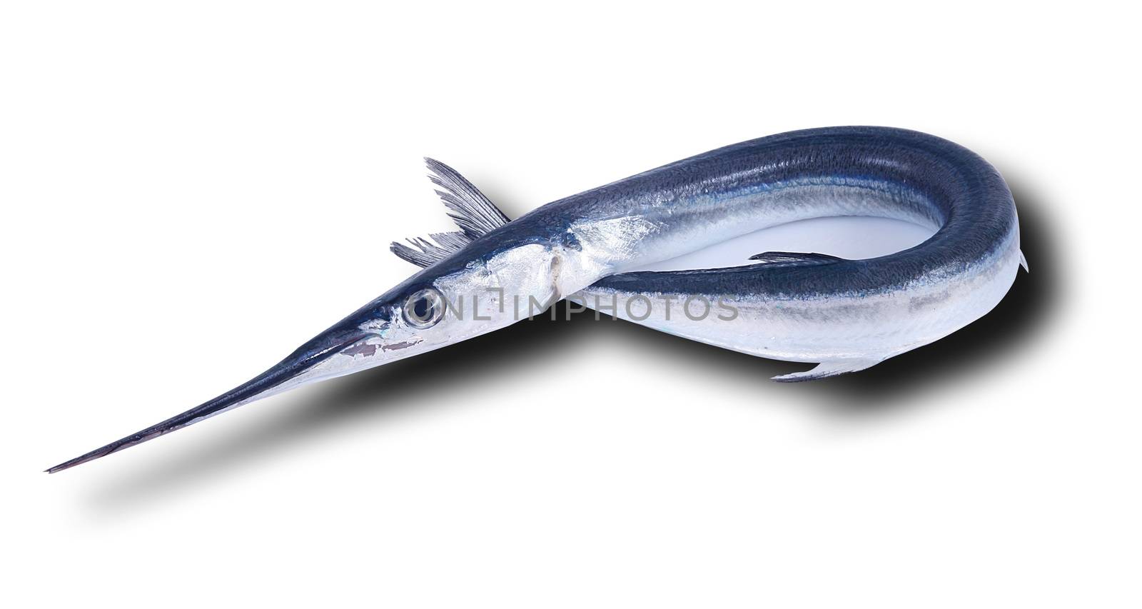 fresh garfish on white background