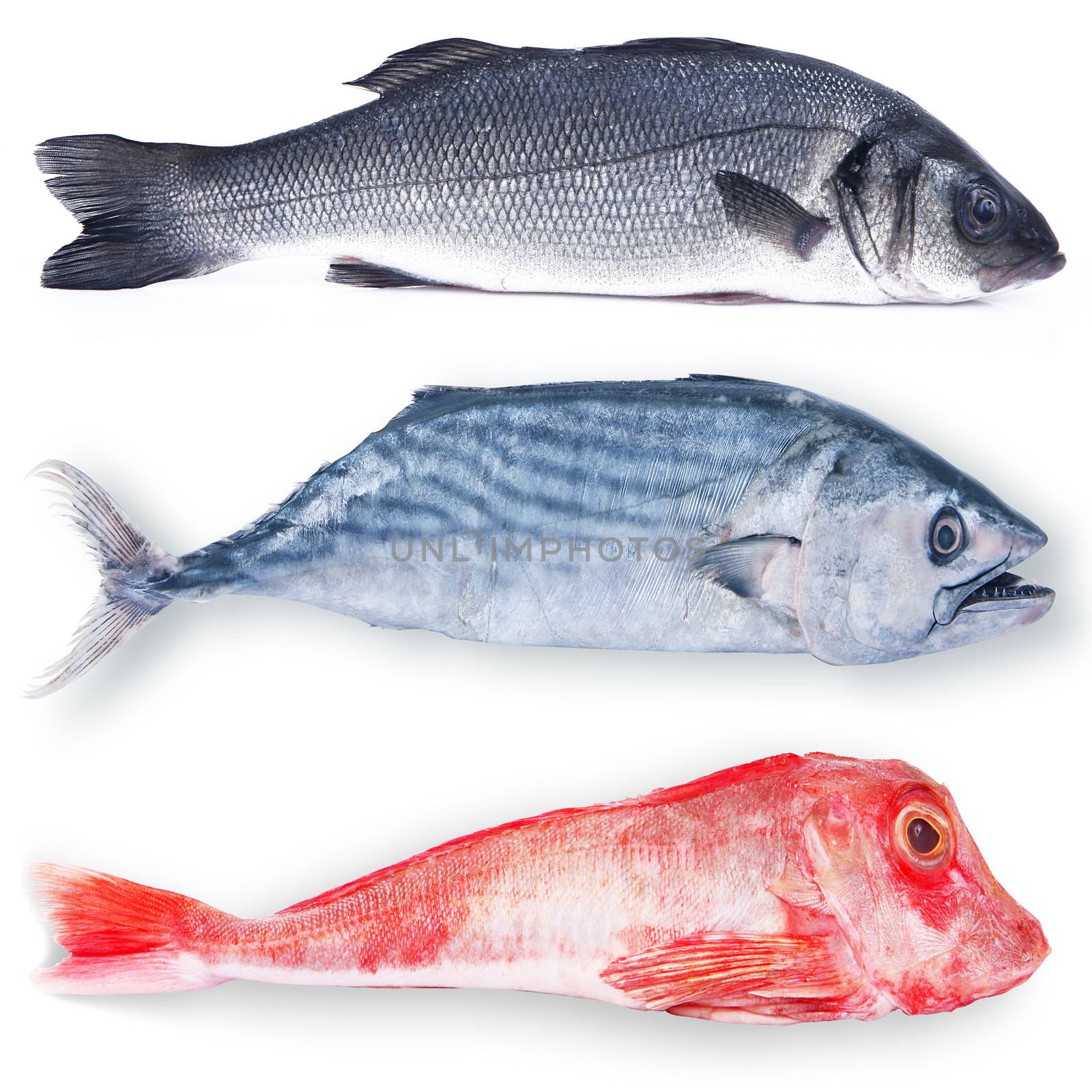 fresh fish collage on white background