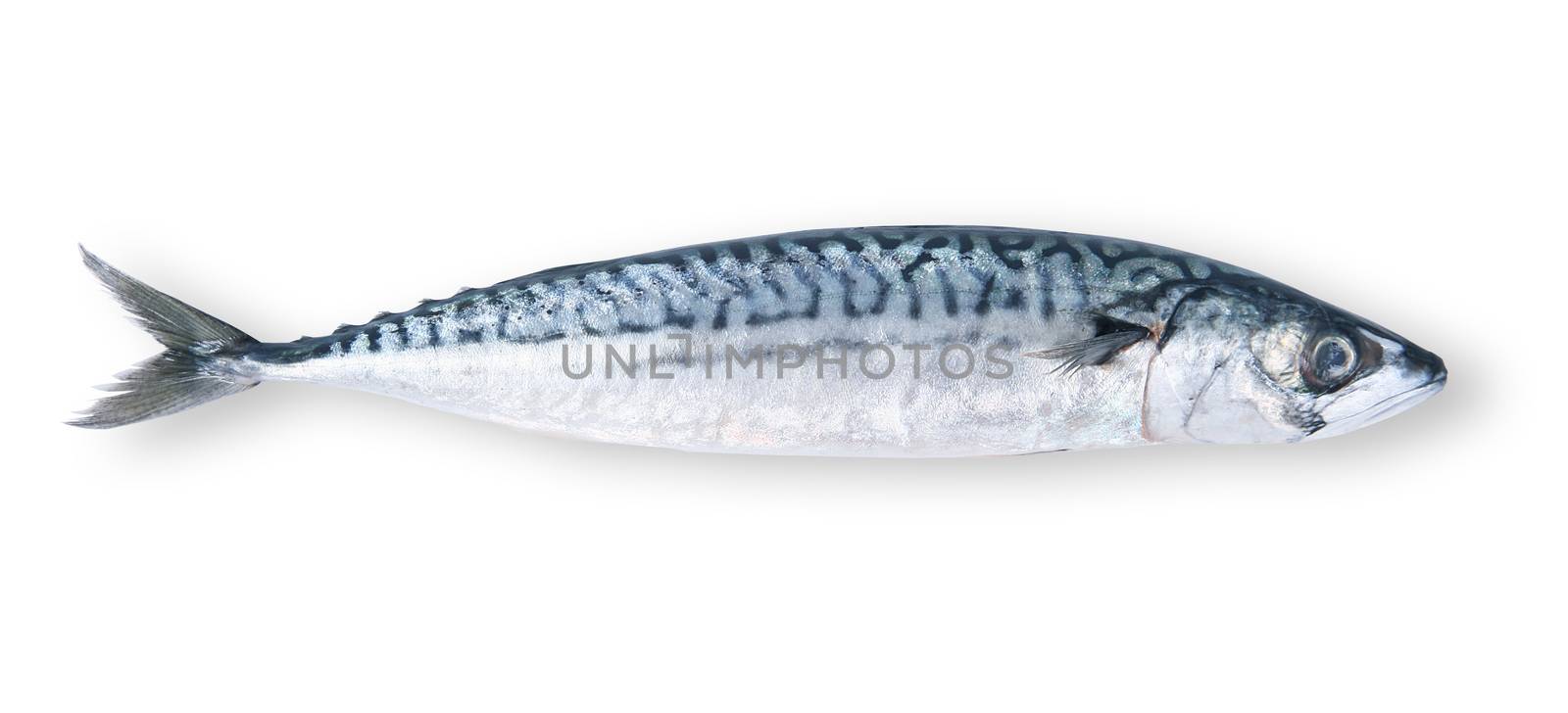 fresh mackerel on white background