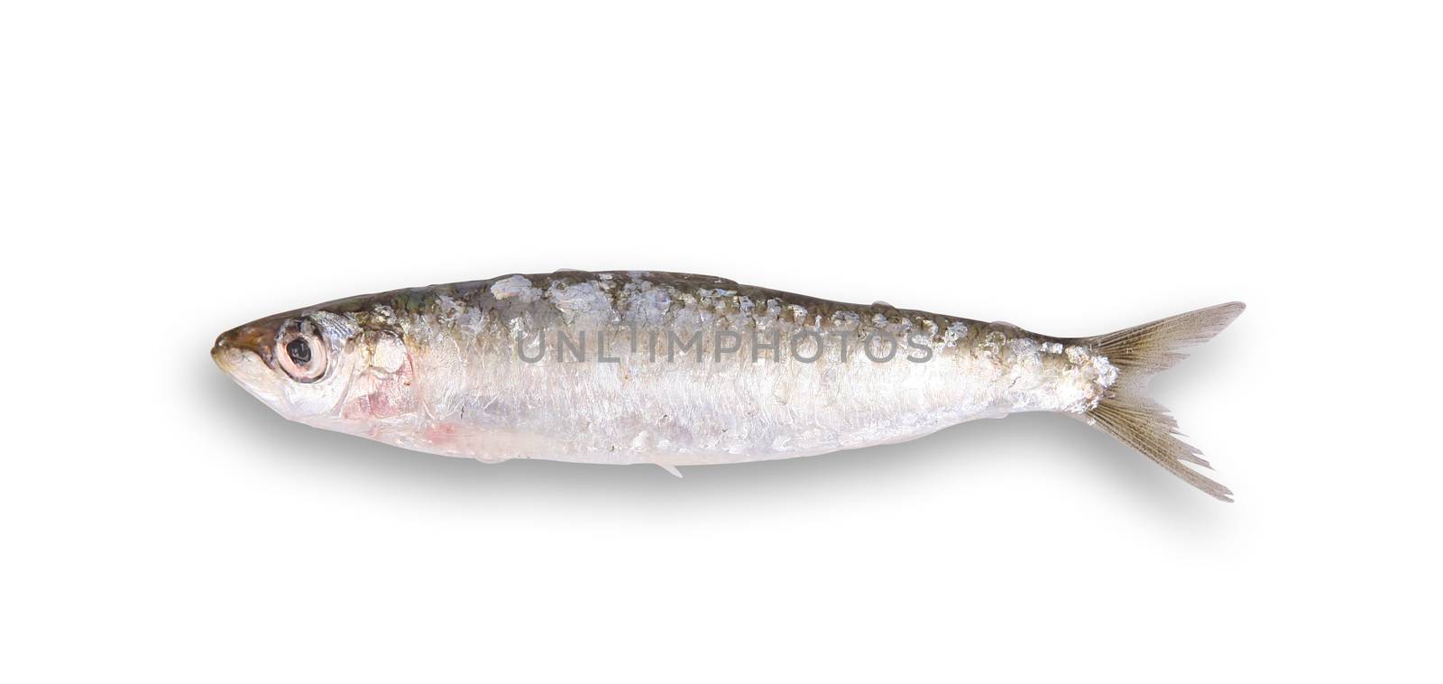 fresh sardine on white background