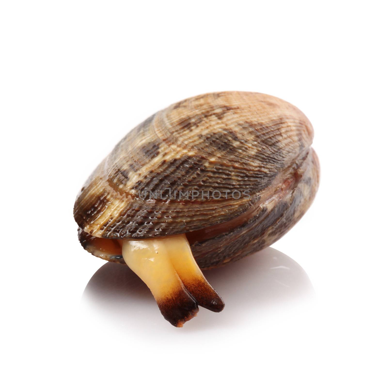 isolated fresh clam on white background