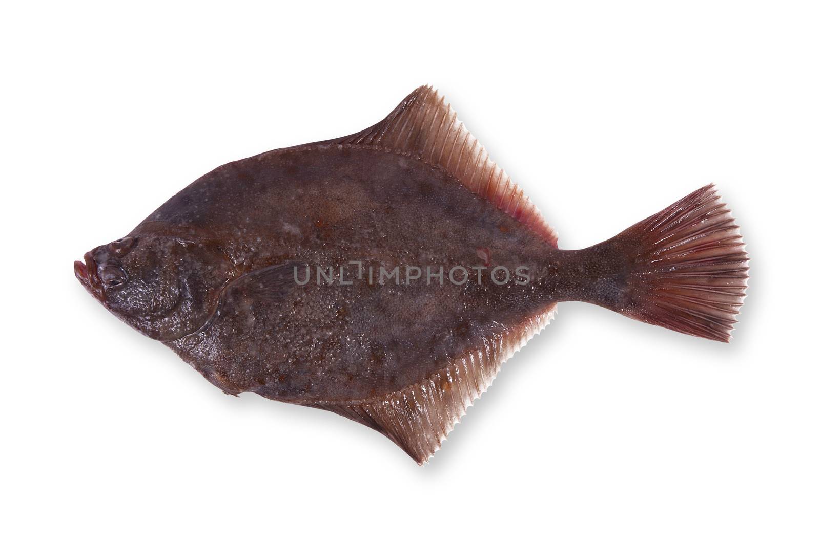 fresh sole on white background