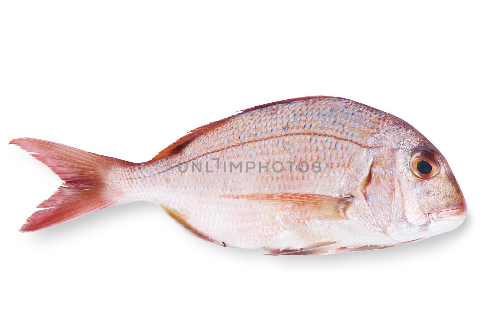 fresh fish on white background