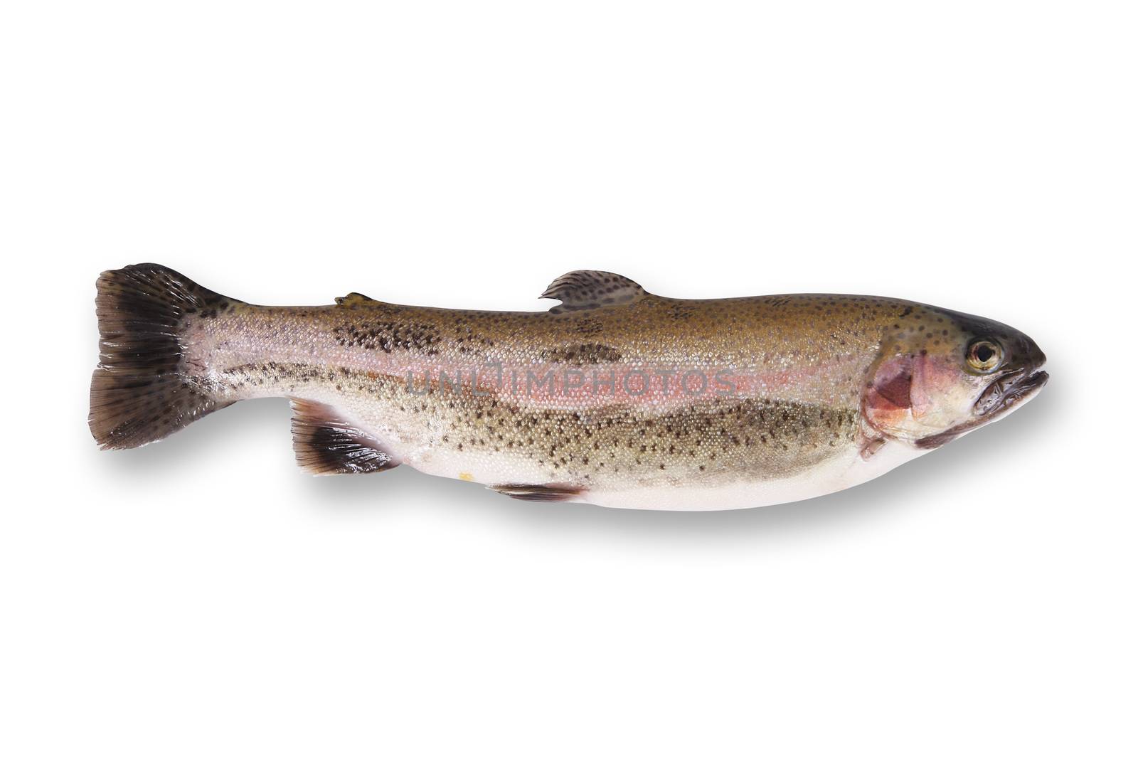 fresh trout in white background by photobeps