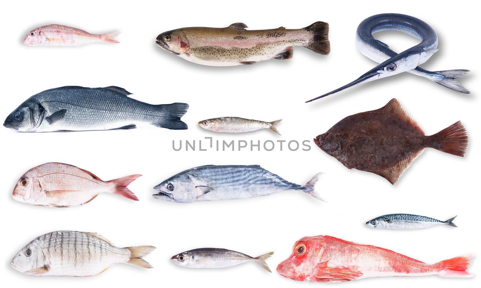 fresh fish collage in white background by photobeps