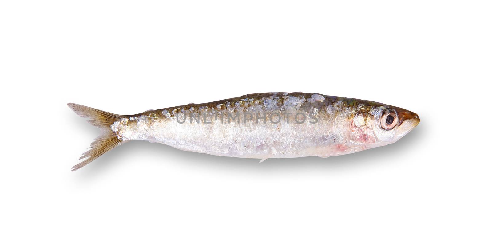 fresh sardine on white background