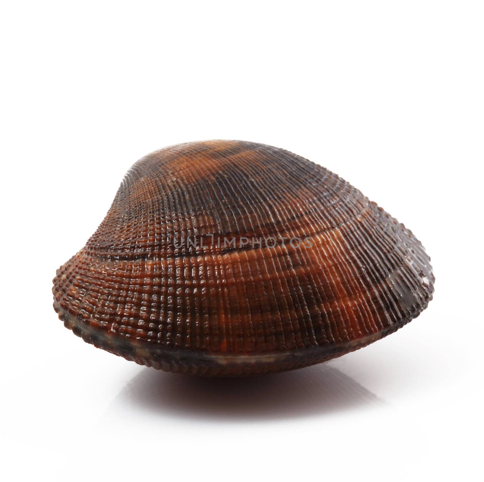 isolated fresh clam in white background by photobeps