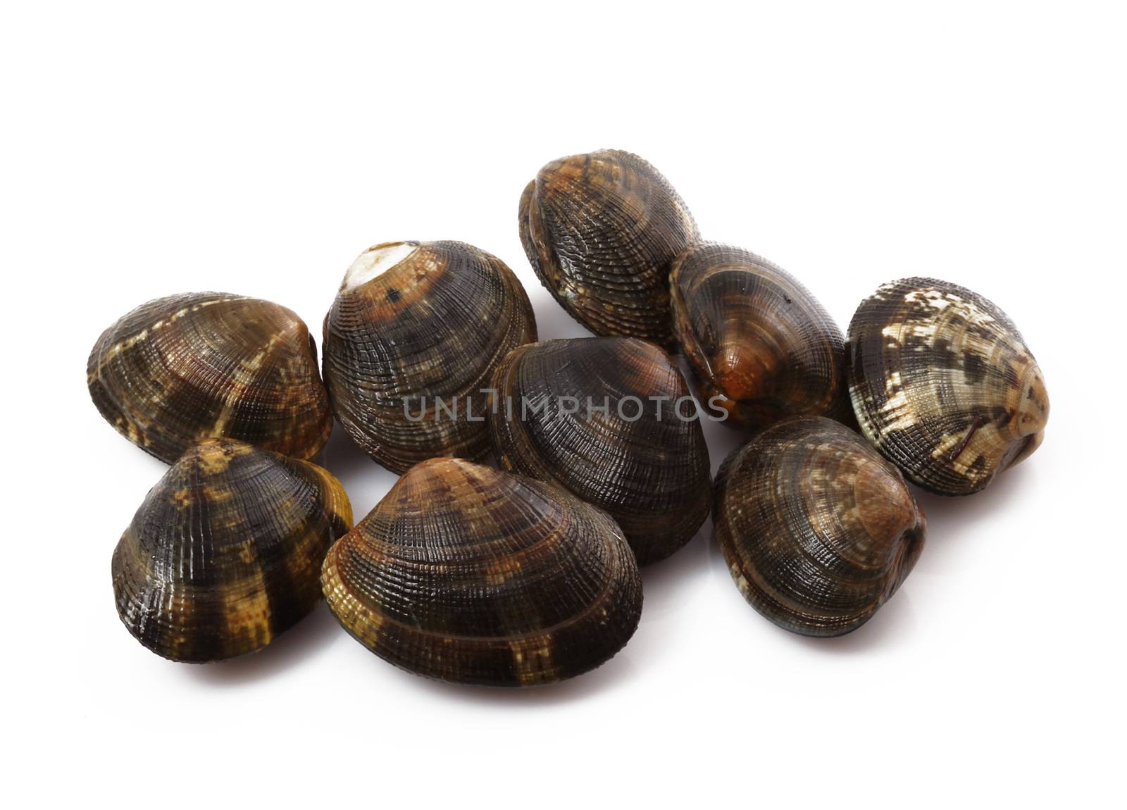 isolated fresh clams  in white background by photobeps