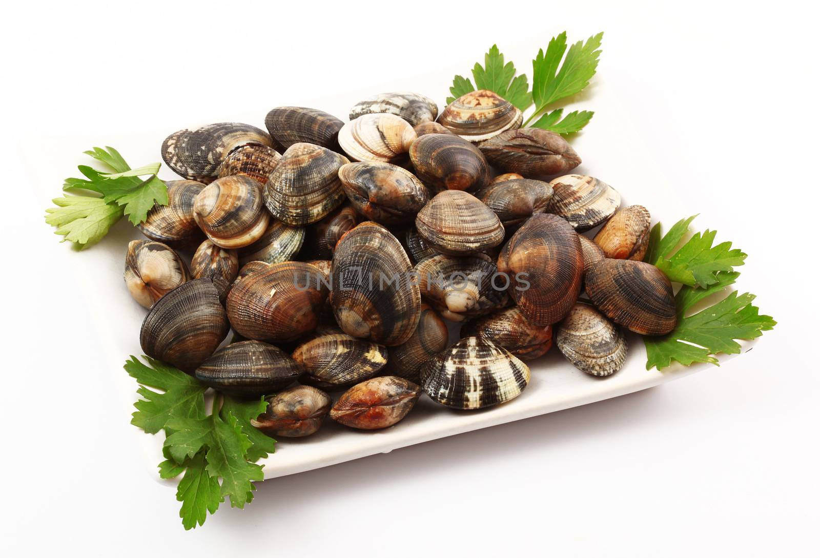 isolated fresh clams  in white background by photobeps