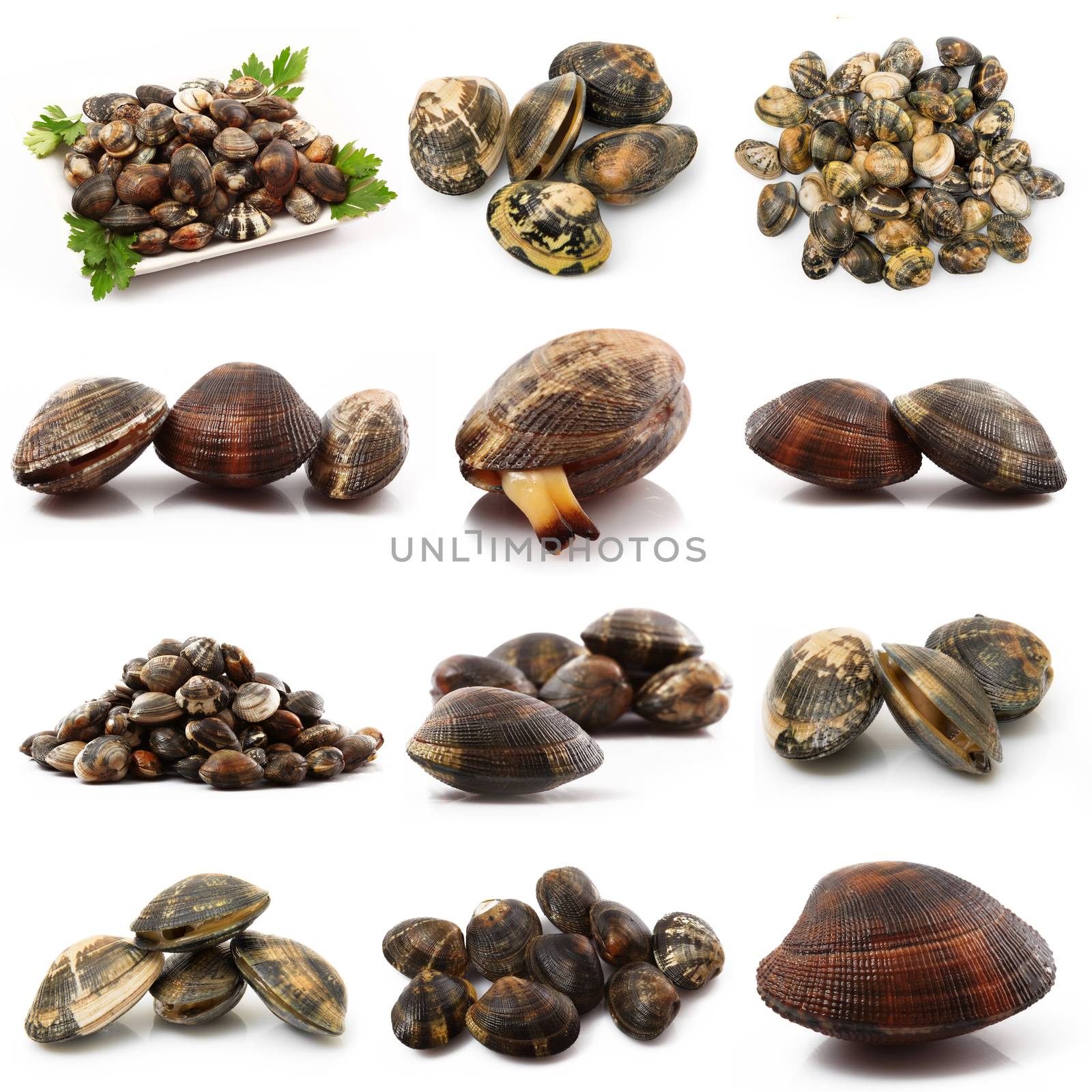 isolated fresh clams collage on white background