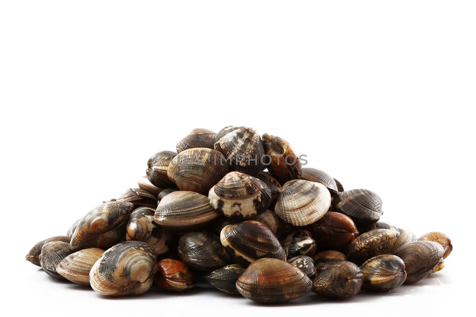 isolated fresh clams on white background