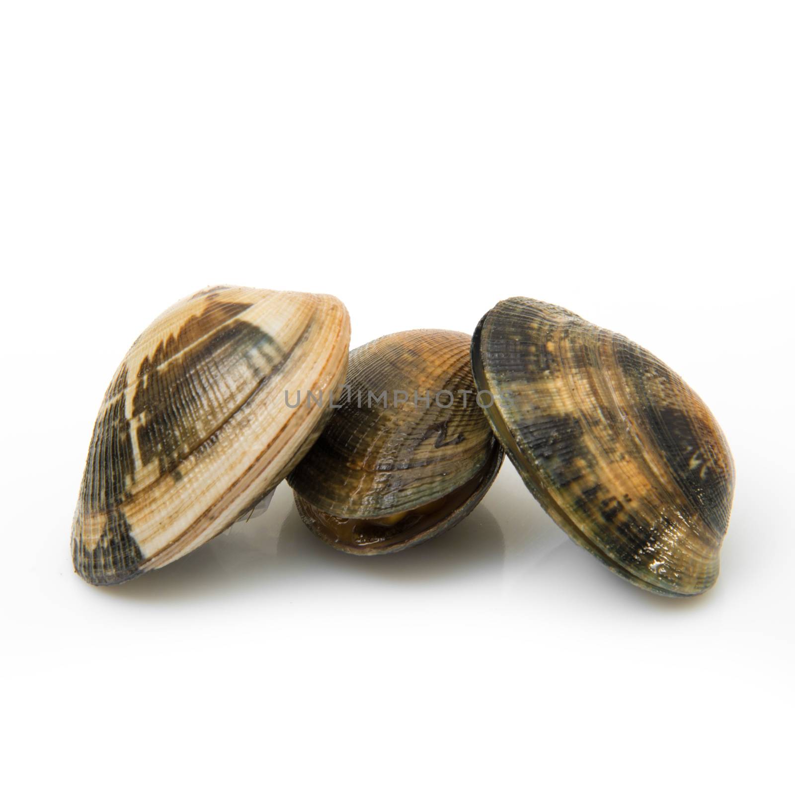 isolated fresh clams  in white background by photobeps