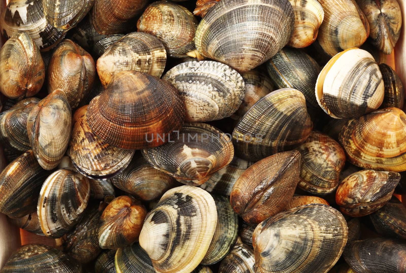 a fresh raw clams background