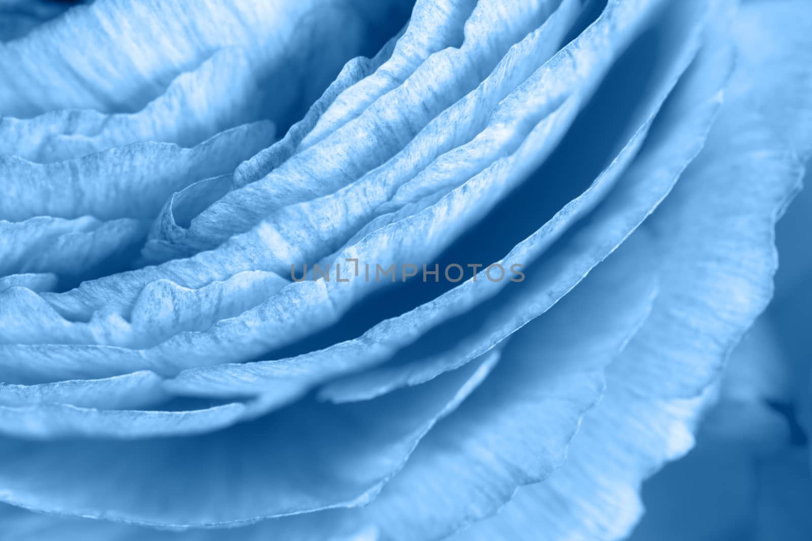 Floral background. Ranunculus in trendy color Classic Blue. Macro. Closeup. For colorful greeting card, lifestyle blog, social media, palette. Horizontal. Concept color of the year 2020.