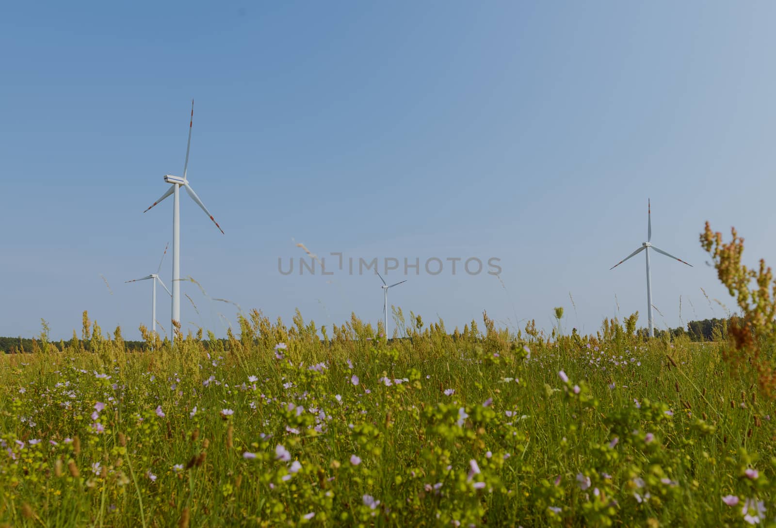 wind trubine at sunny day with blue sky