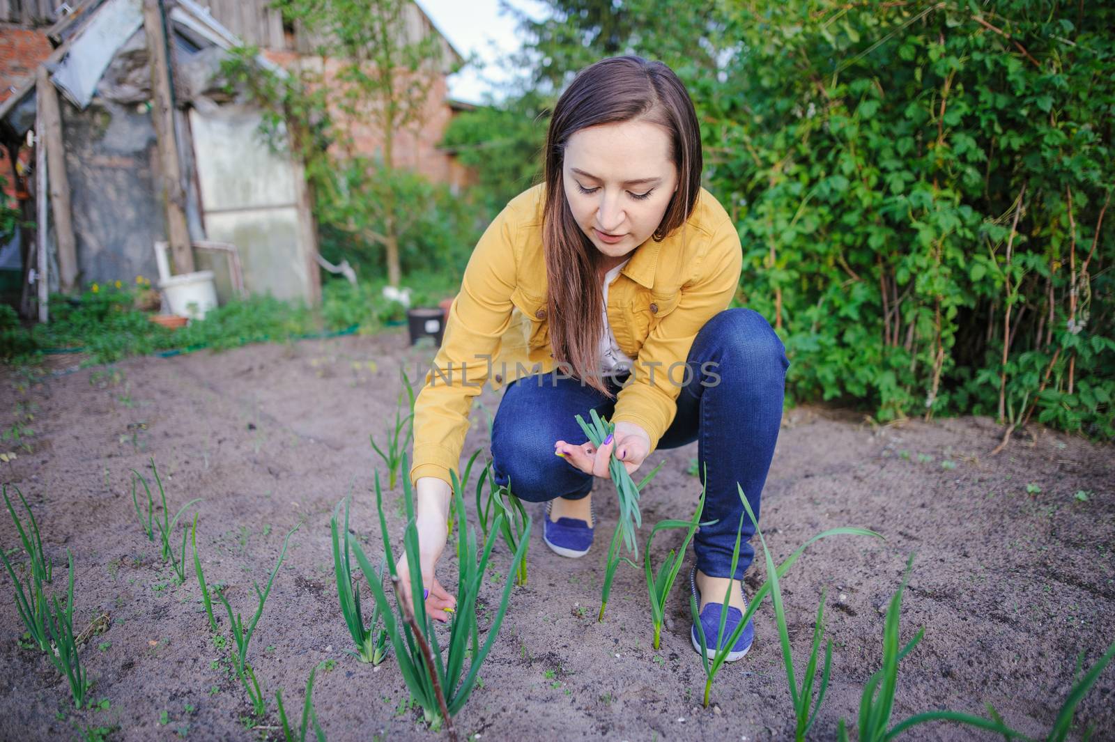 close-up of the onion plantation in the vegetable garden