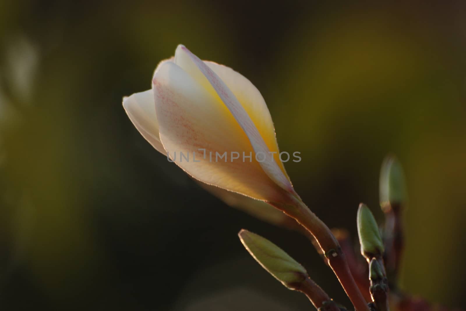 White plumeria buds with blurry background.