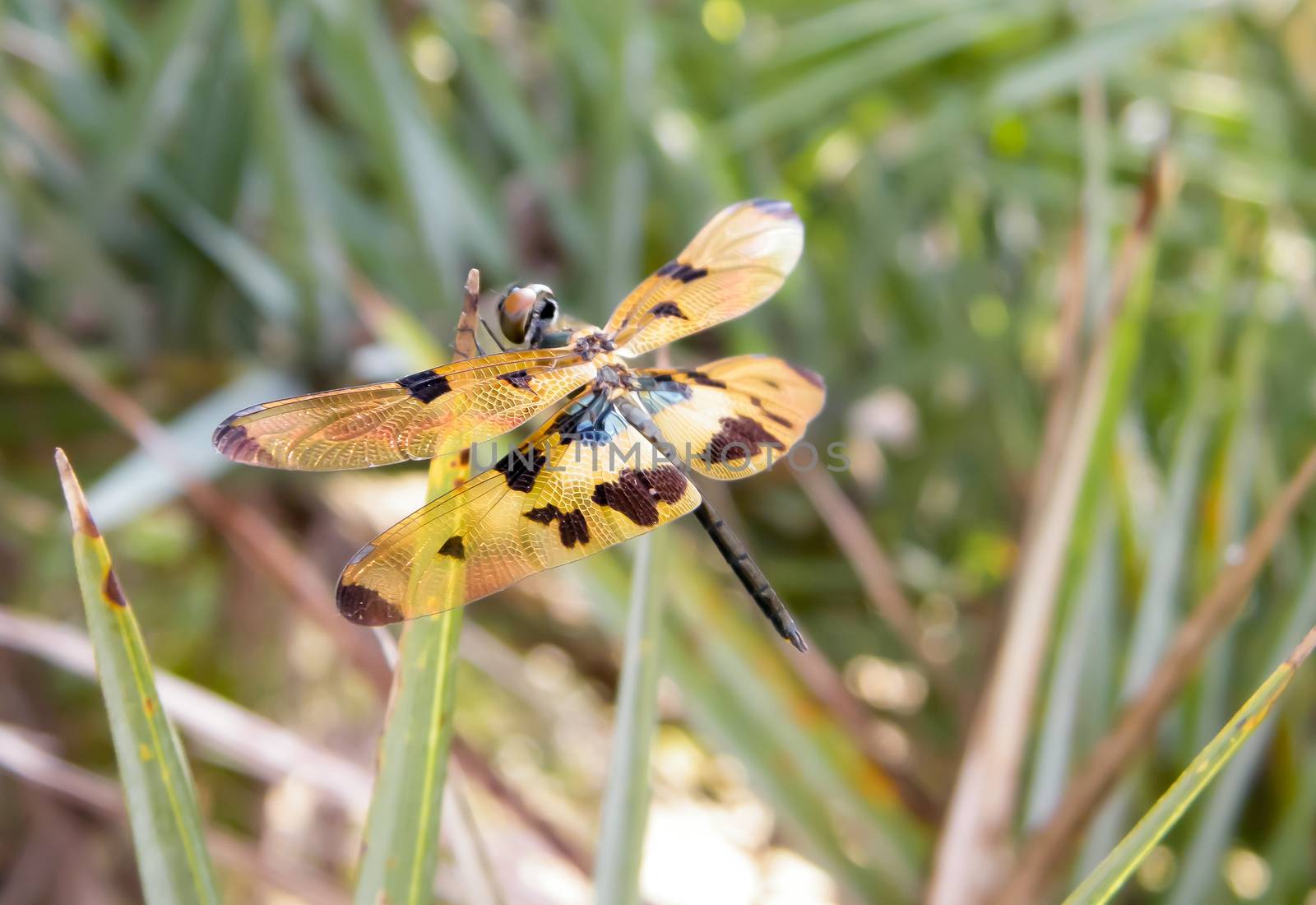 A dragonfly insect (Odonata infraorder Anisoptera), wild animal on Green Plant Leaves grass area. Animal themes and behavior. Nature Blooms background. Extreme close-up.