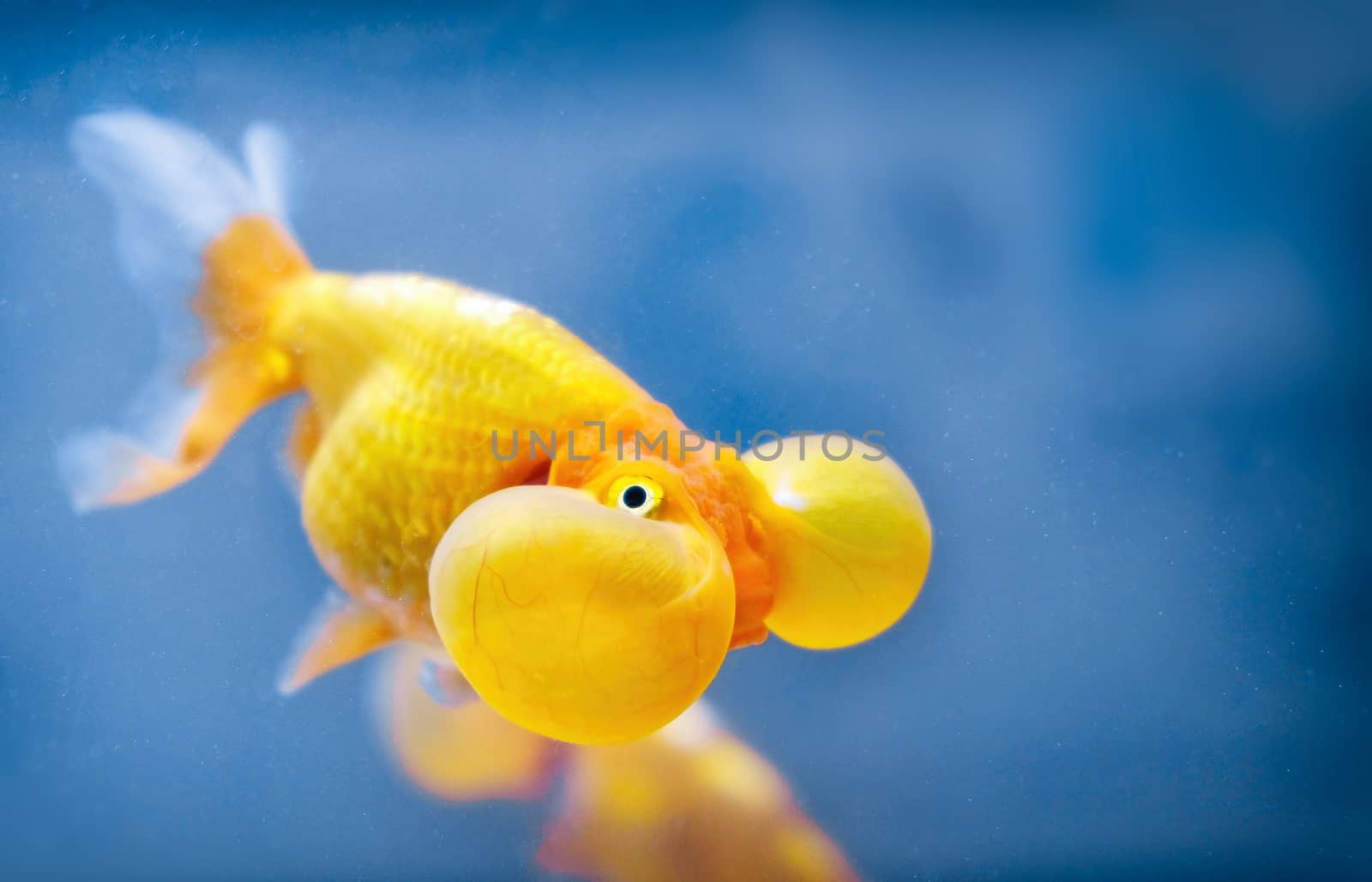 A bubble eye fish goldfish close up.