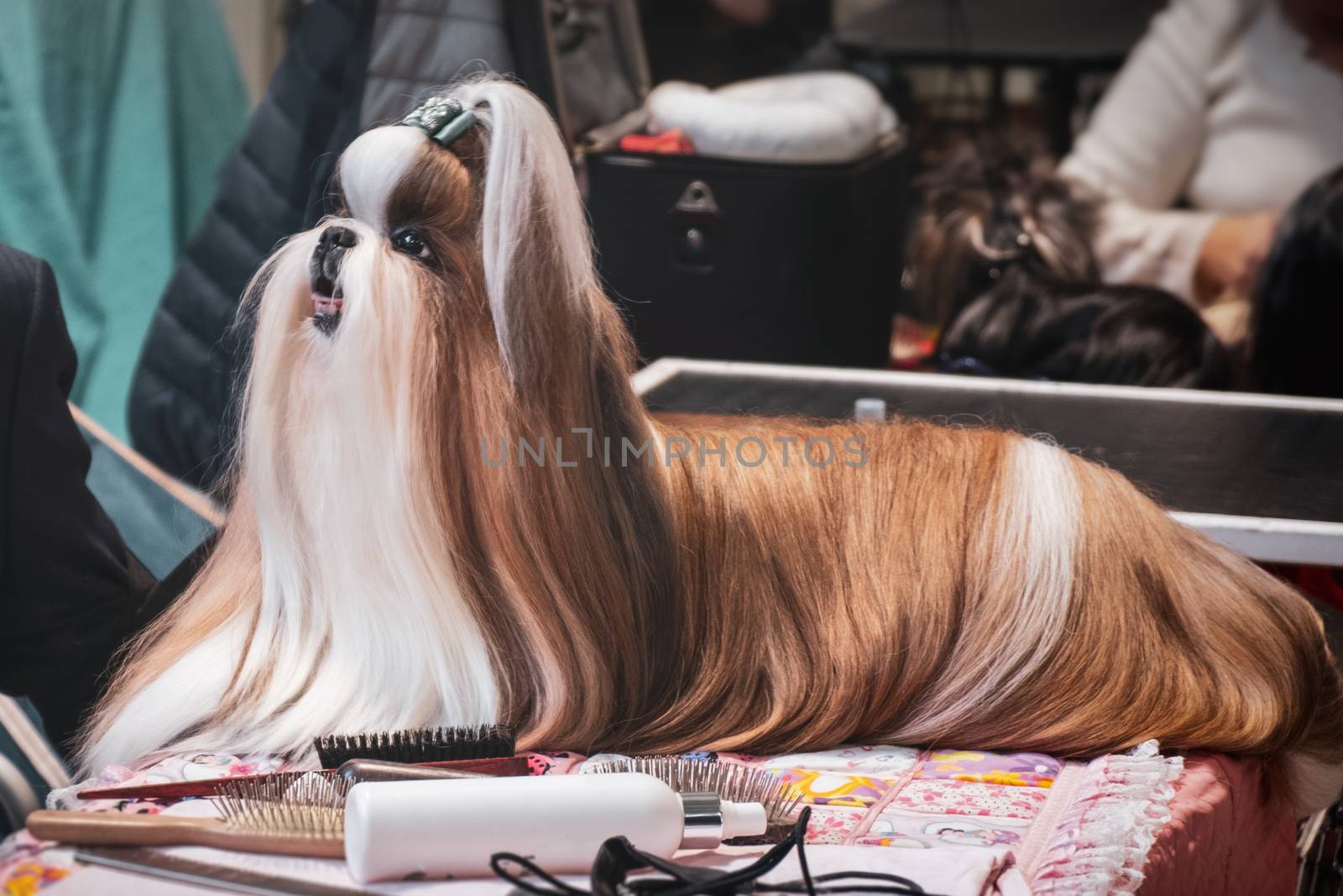 dog hairdresser Lhasa Apso grooming combing brushing fur dog show by LucaLorenzelli