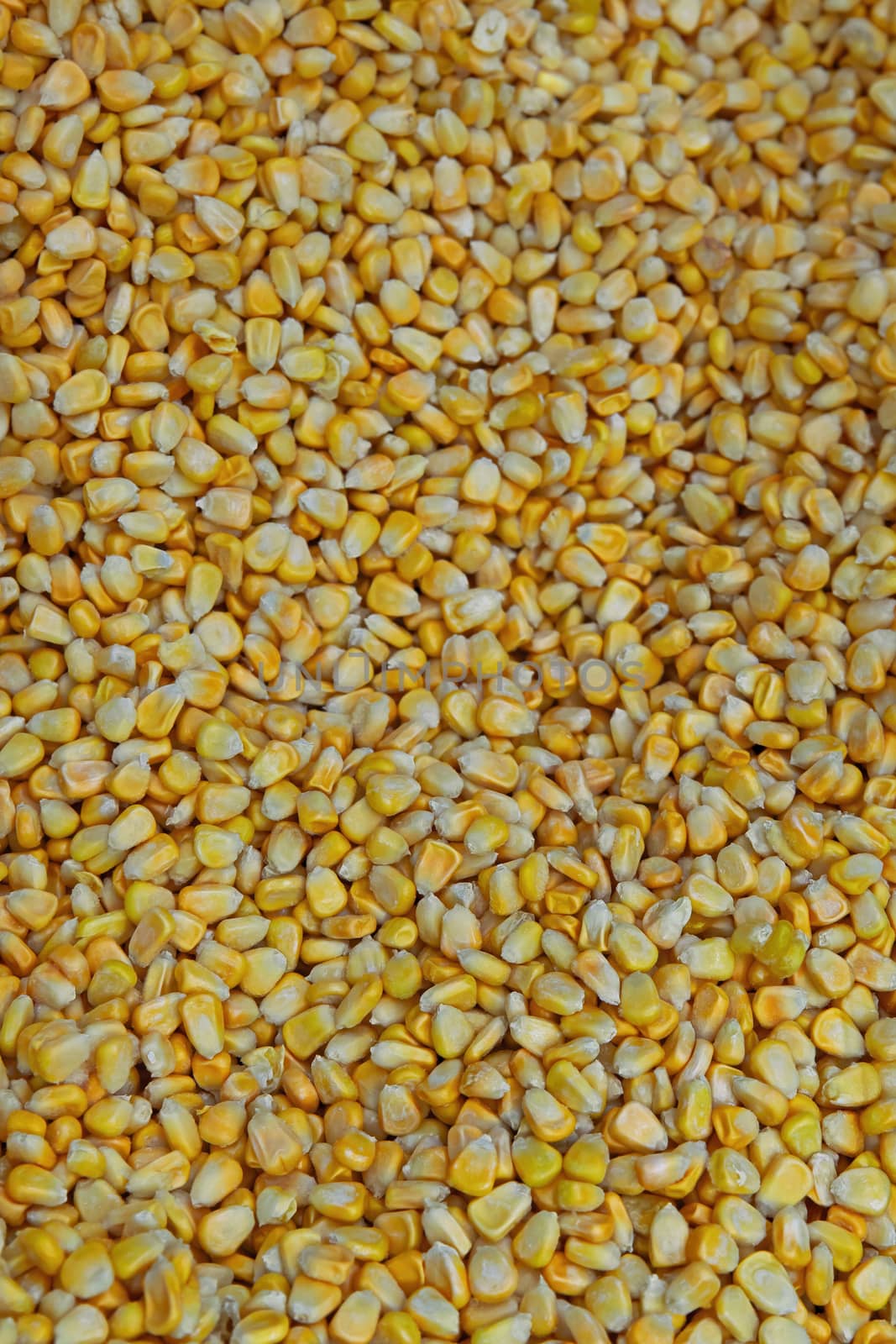 Ripe yellow corn kernels are frozen and sold at the grocery store. Natural products that are suitable for fast cooking healthy food.
