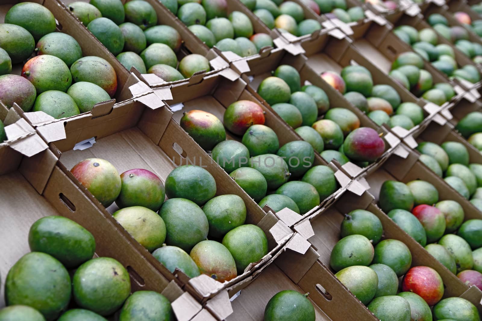 Seasonal fruits are placed in boxes in the grocery store. Many mangoes are lined in rows. Natural foods rich in vitamins for a healthy diet.