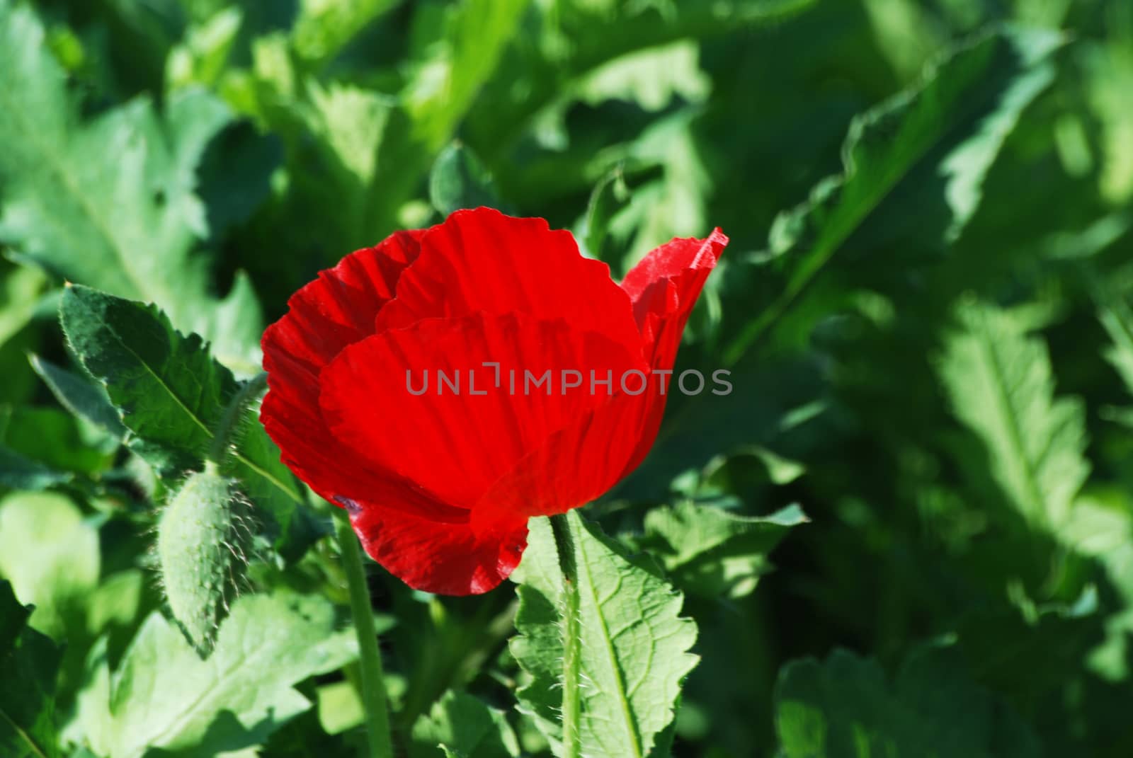 Red opium Poppy flower with green leaves background that have bud.