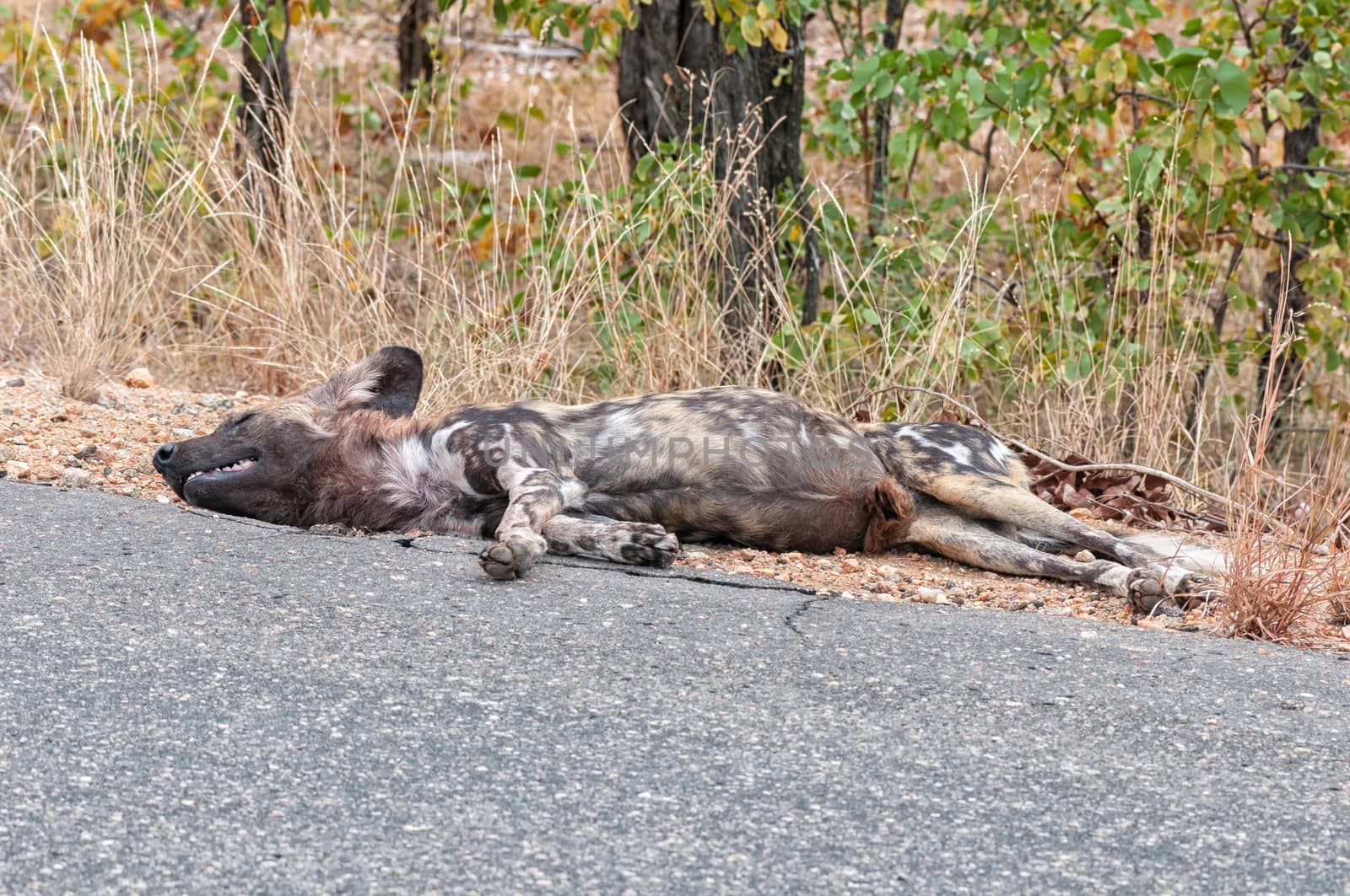 Close-up of a sleeping wild dog, Lycaon Pictus, also called painted dog