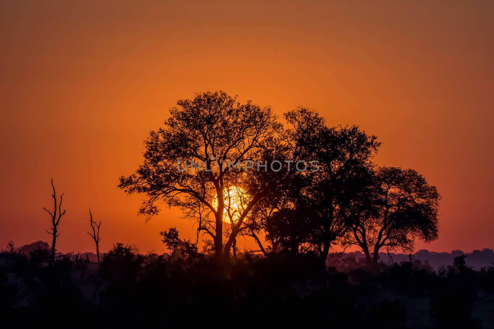 The silhouette of trees against the rising sun, in the Mpumalanga Province of South Africa