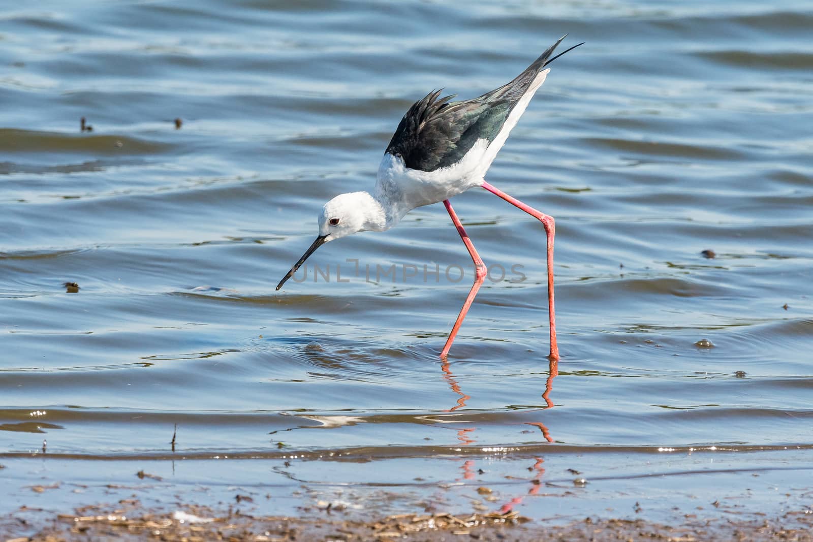 Black-winged stilt walking in water by dpreezg