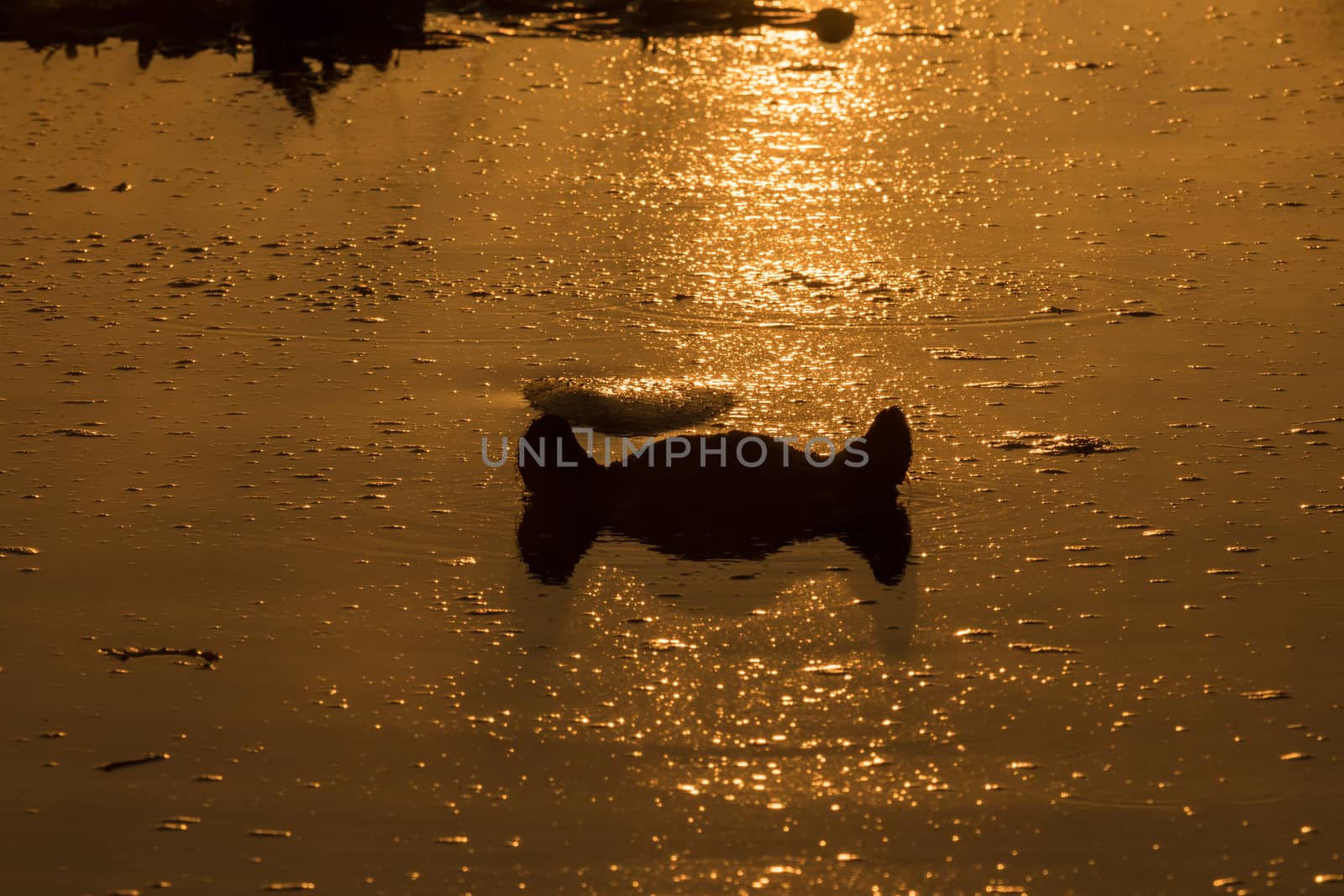 The ears and part of the head of a hippopotamus are visible above water at sunrise, at Lake Panic