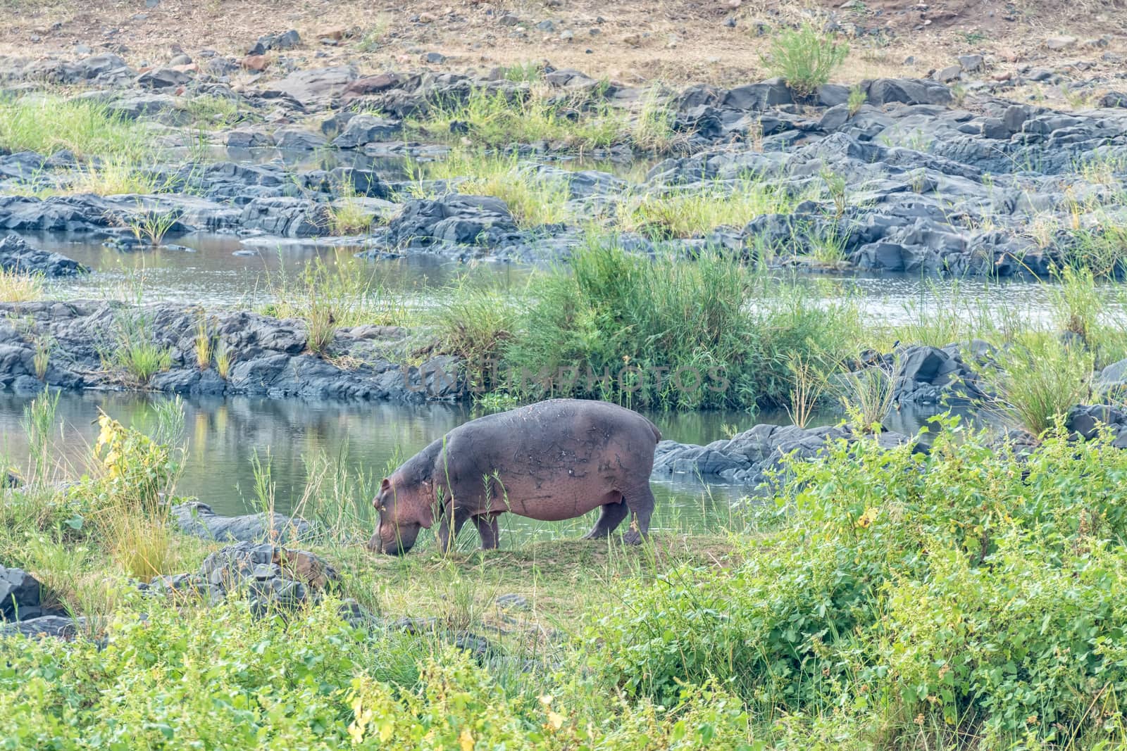 Common hippo grazing next to the Olifants River by dpreezg