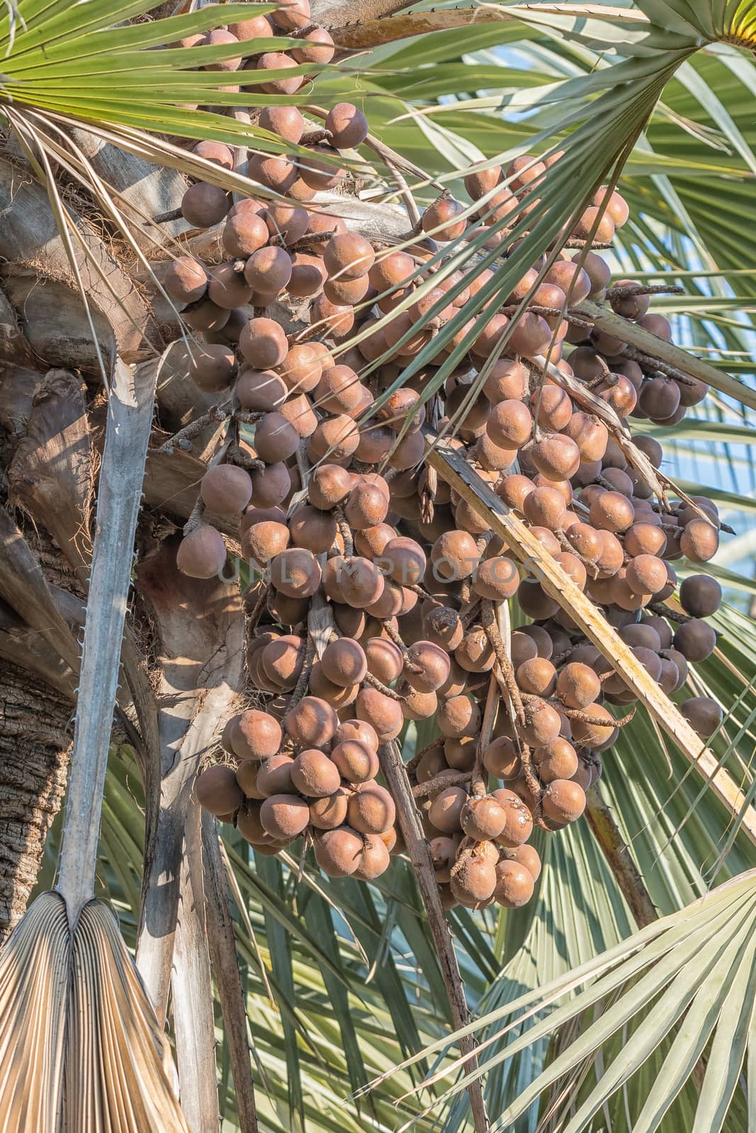 Seeds of the makalani palm, Hyphaene petersiana, in the Limpopo Province