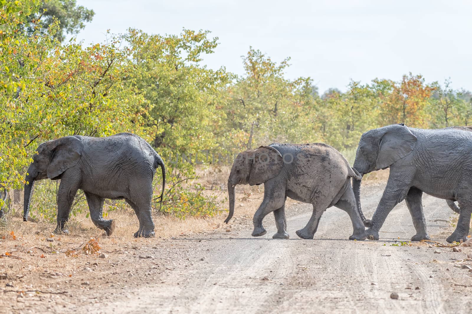 African elephants crossing a gravel road by dpreezg