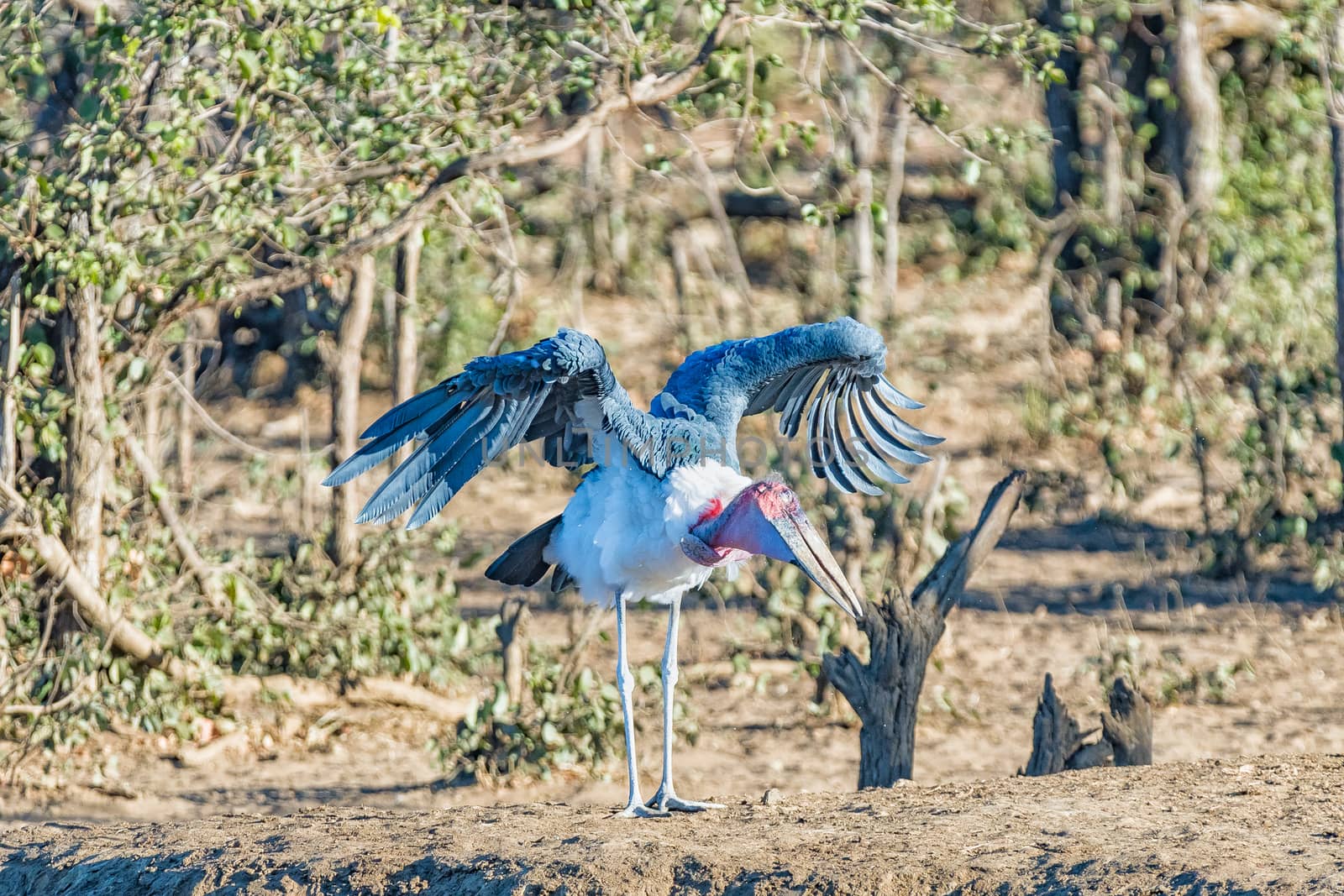 A male Marabou stork, Leptoptilos crumeniferus, with stretched wings