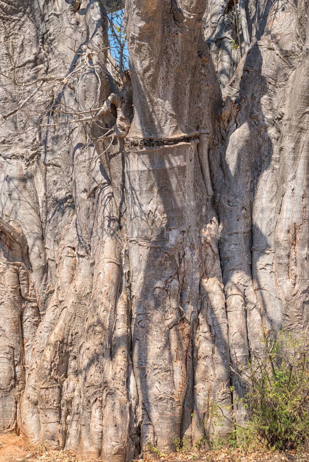 Close-up of the trunk of a baobab tree, Adansonia digitata, also called upside-down tree