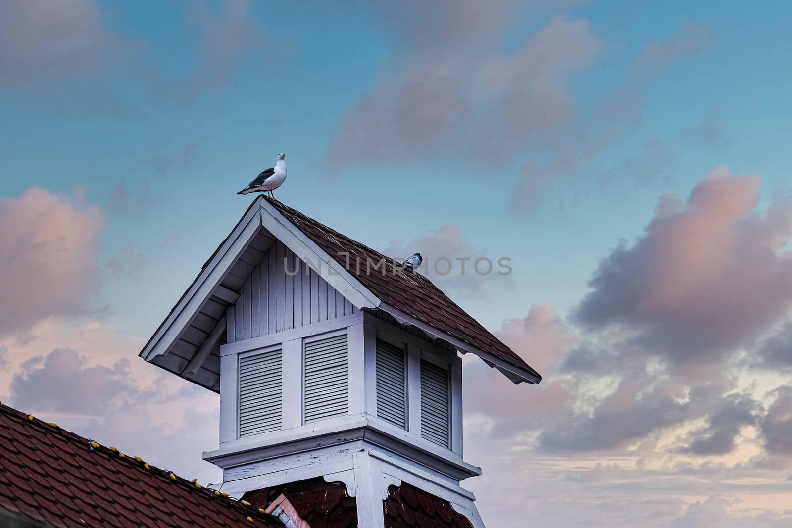 PIgeons on Cupola at Sunset