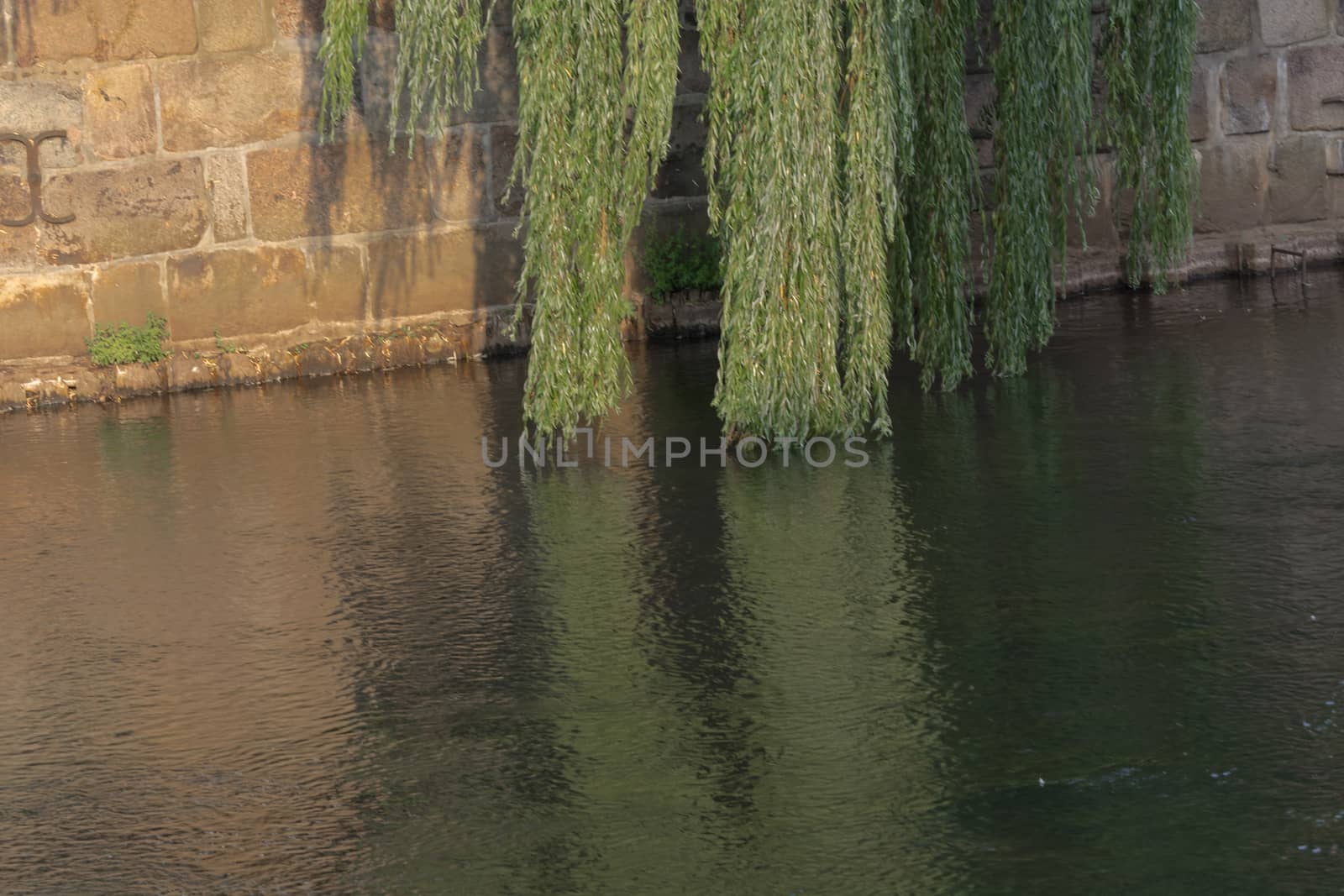 Light green weeping willow that lets its branches hang over the river Ilmenau Ilmenau.