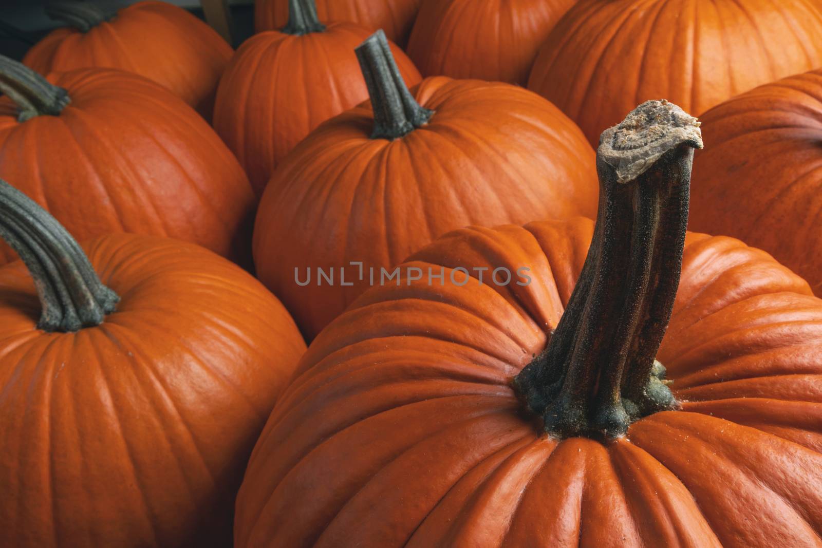 Many orange pumpkins background , Halloween holiday concept