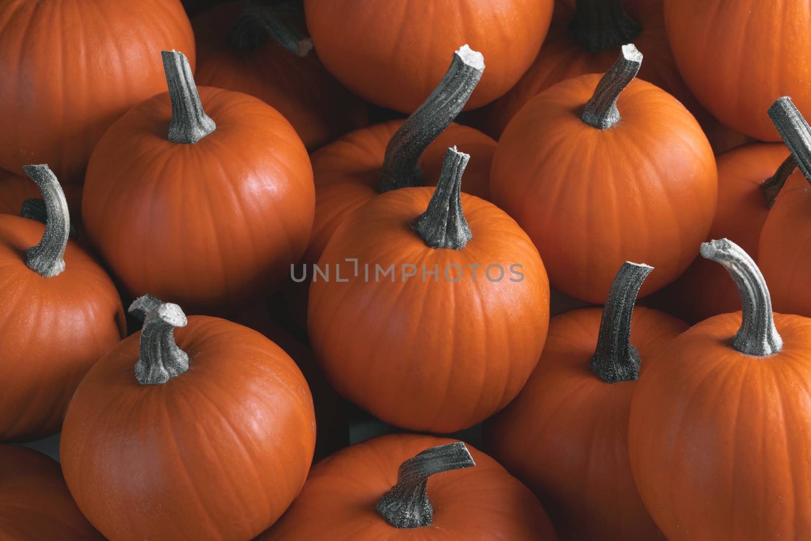 Many orange pumpkins background , Halloween holiday concept