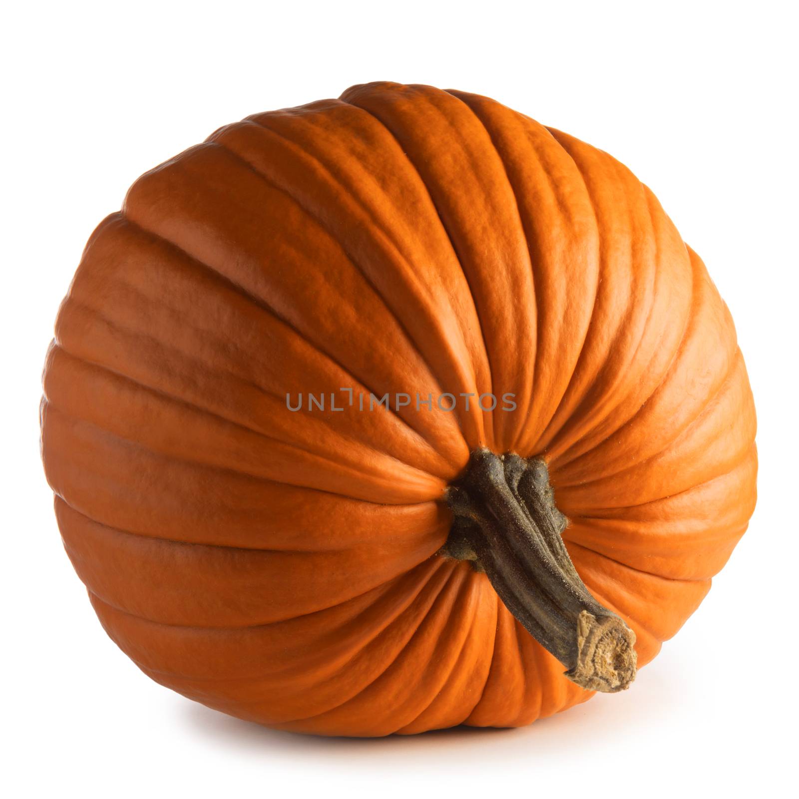 Autumnal huge pumpkin isolated on white background