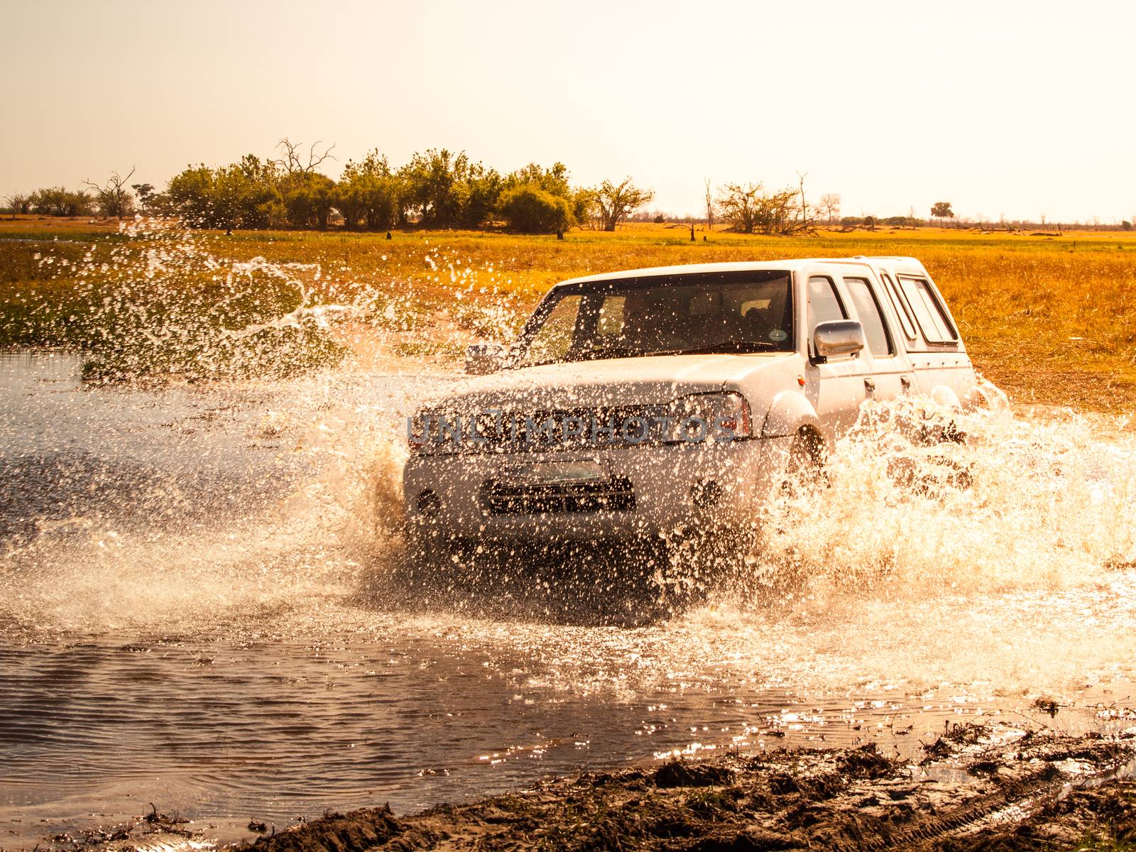 Off-road car fording water on safari wild drive in Chobe National Park, Botswana, Africa by pyty