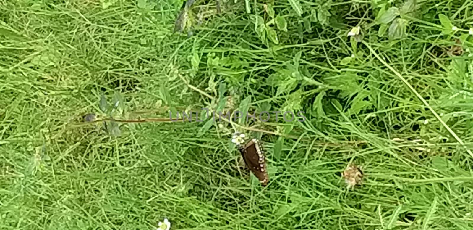 a butterfly on the grass