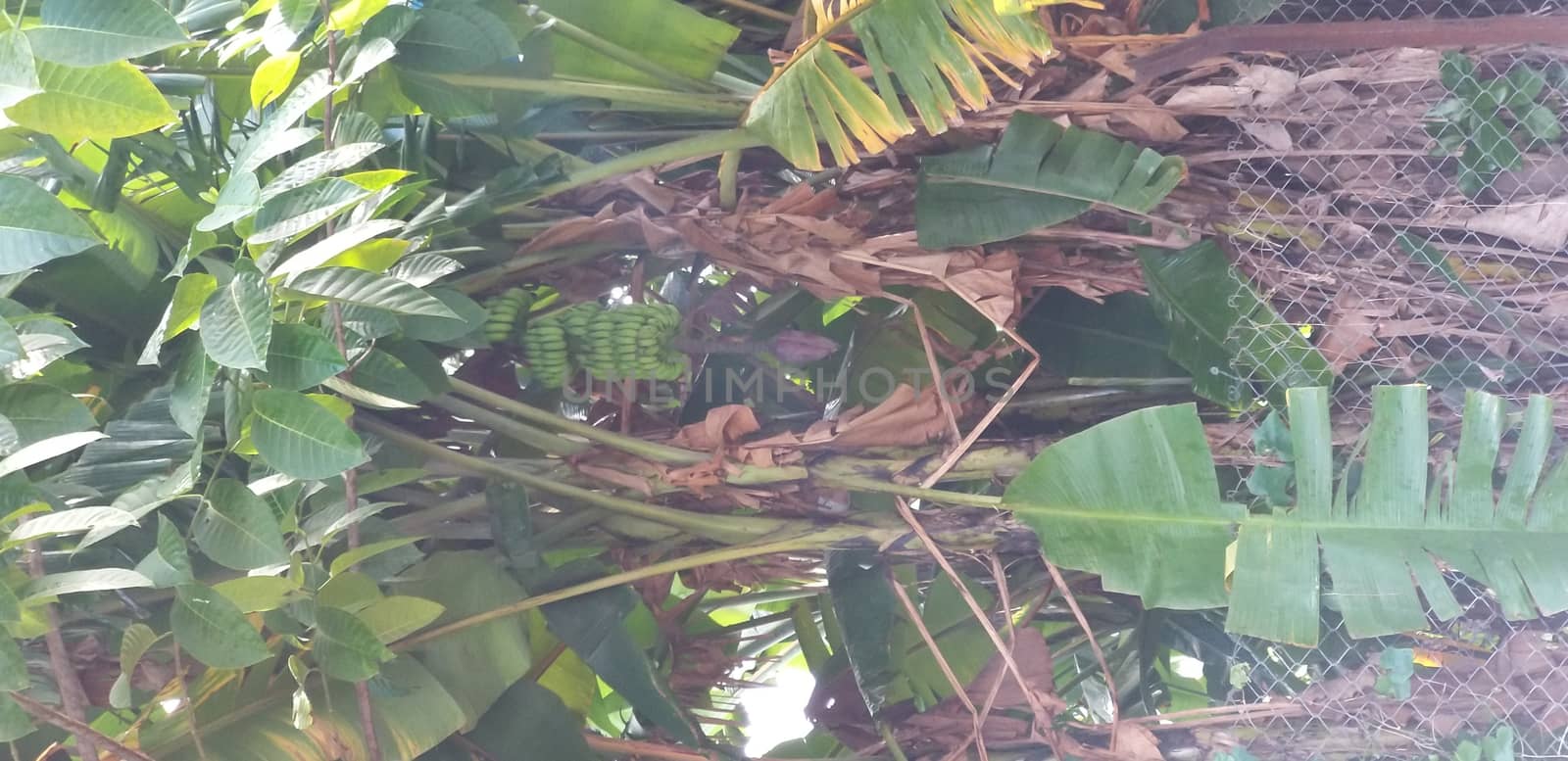 a banana tree