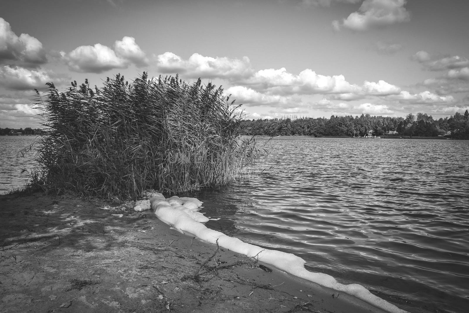 Beautiful lake with an island of reed bush and clouds in the blue sky in black and white