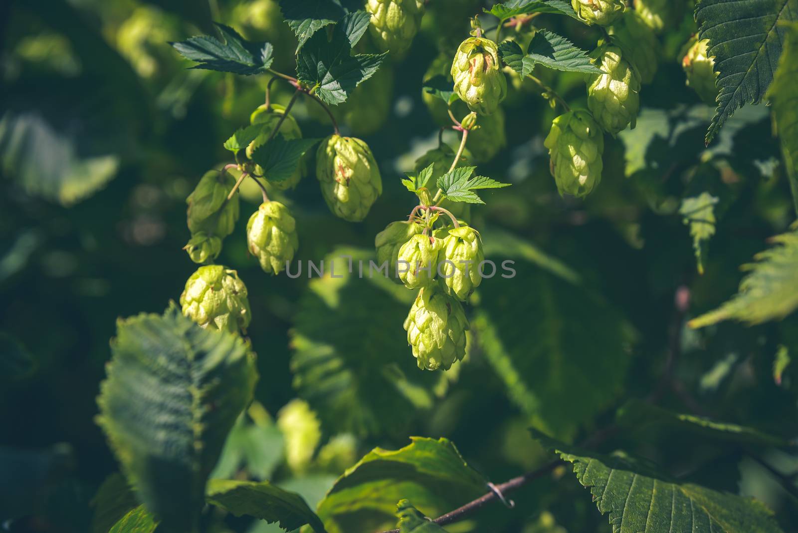 Hop farm with organic hops growing on a vine ready for harvest.