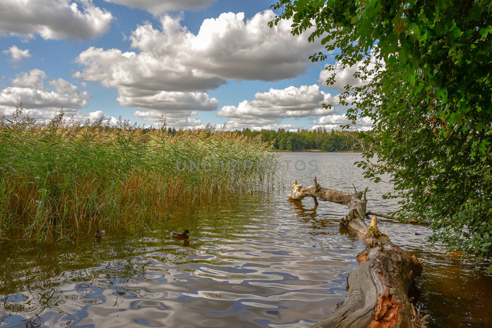 Blue sky with white clouds over big lakes in Poland and green trees