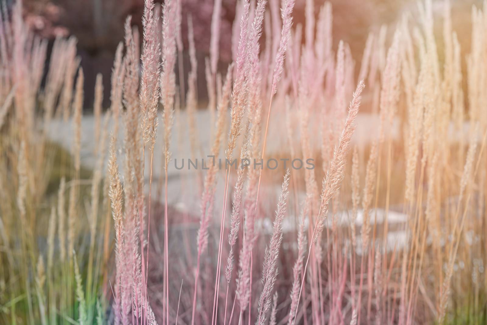 Beautiful yellow reed as background at garden background.